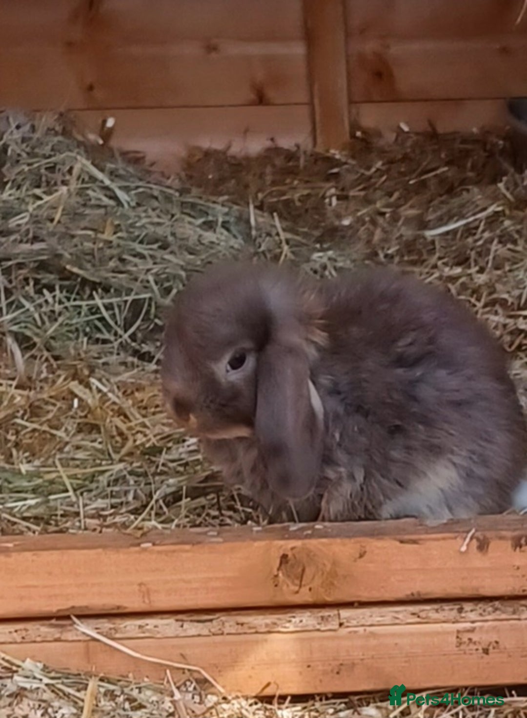 Mini Lop rabbits for sale: Mini lops boys ready to leave  - Image 4