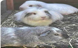 Guinea Pig rodents for sale: Guinea pigs  - Image 2
