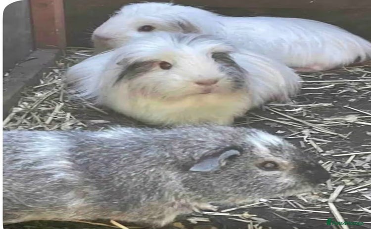 Guinea Pig rodents - Advert 1