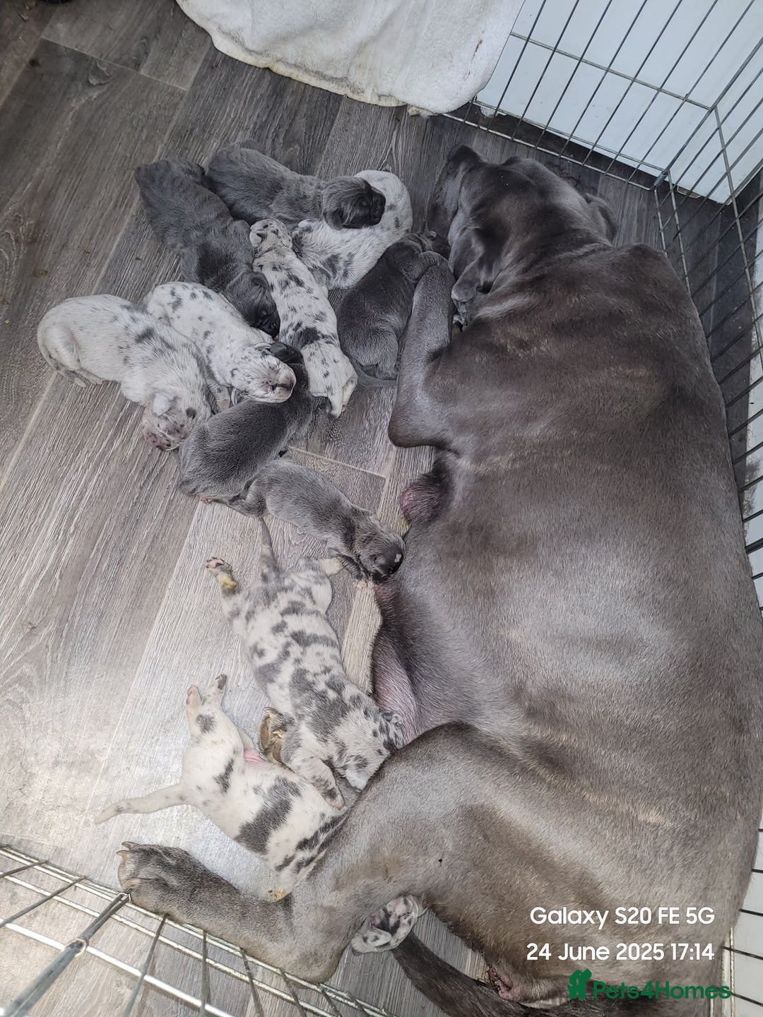 Cane Corso dogs for sale: Look 👀 absolutely stunning cane corso. - Image 13