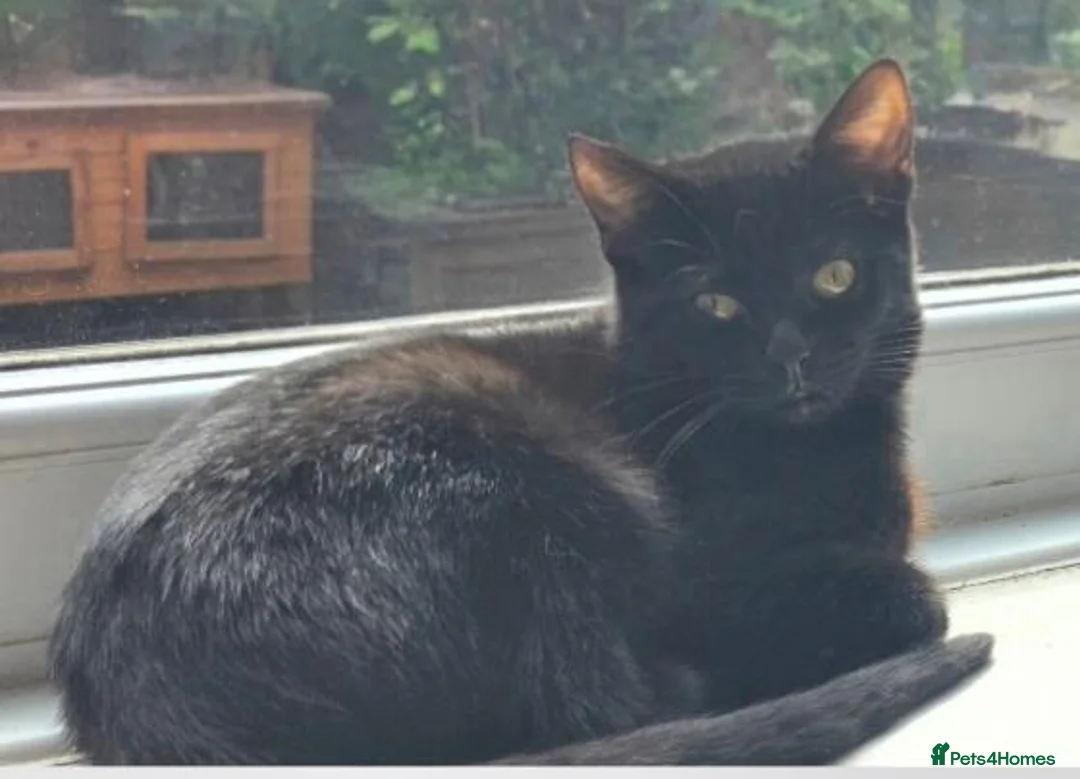 Mixed Breed cats for sale: Bombay X Tortoiseshell kittens for sale  - Advert 4