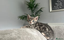 Bengal cats for sale: Stunning Bengal Kittens - TICA Registered - Image 17
