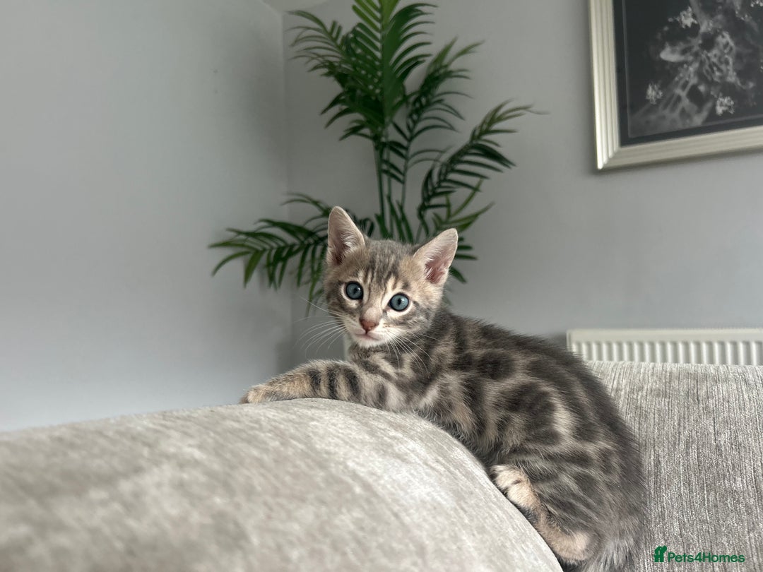 Bengal cats for sale: Stunning Bengal Kittens - TICA Registered - Image 17