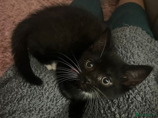 British Shorthair cats - Advert 35