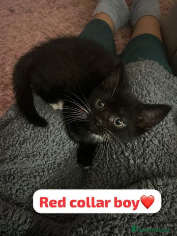 British Shorthair cats - Advert 4