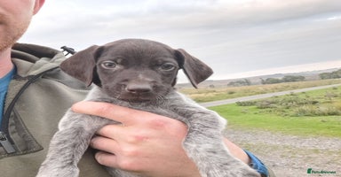 German Wirehaired Pointer dogs in Consett - Advert 14