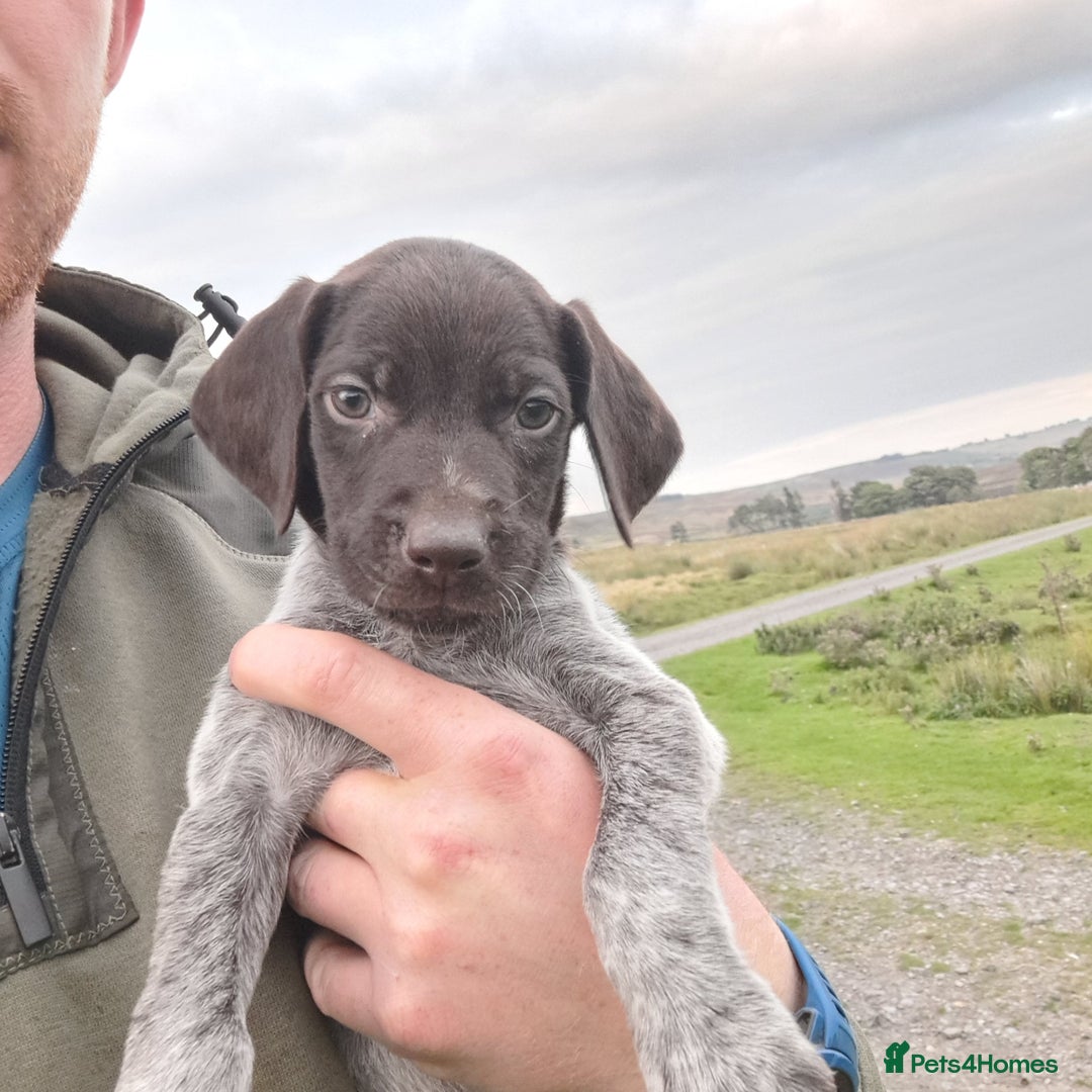 German Wirehaired Pointer dogs for sale: German Wirehaired Puppies 3Dogs READY NOW  in Consett - Image 4