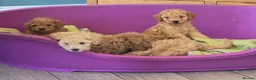 Cockapoo dogs for sale: Superb cockapoo puppies 5✨️ coucil registered in Leeds - Advert 3
