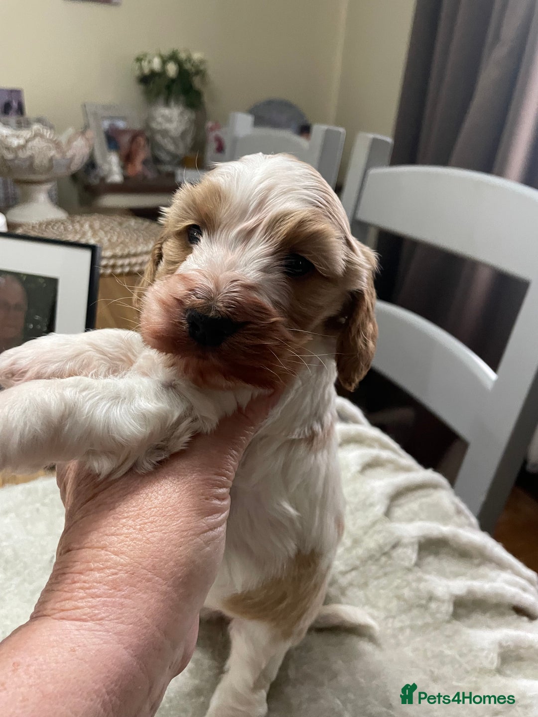 Cockapoo dogs for sale: Cockerpoo apricot and cream  - Advert 16