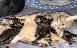 Mixed Breed cats for sale: 5 Beautiful mixed breed kittens for sale - Image 6