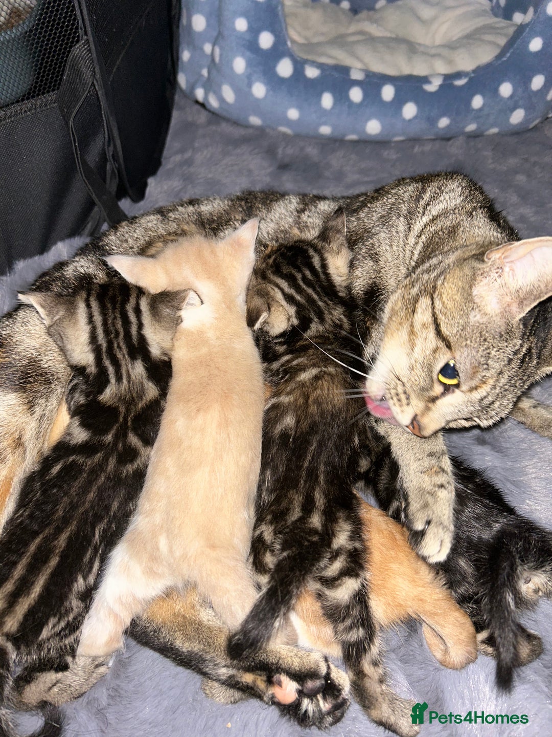 Mixed Breed cats for sale: 5 Beautiful mixed breed kittens for sale - Image 6
