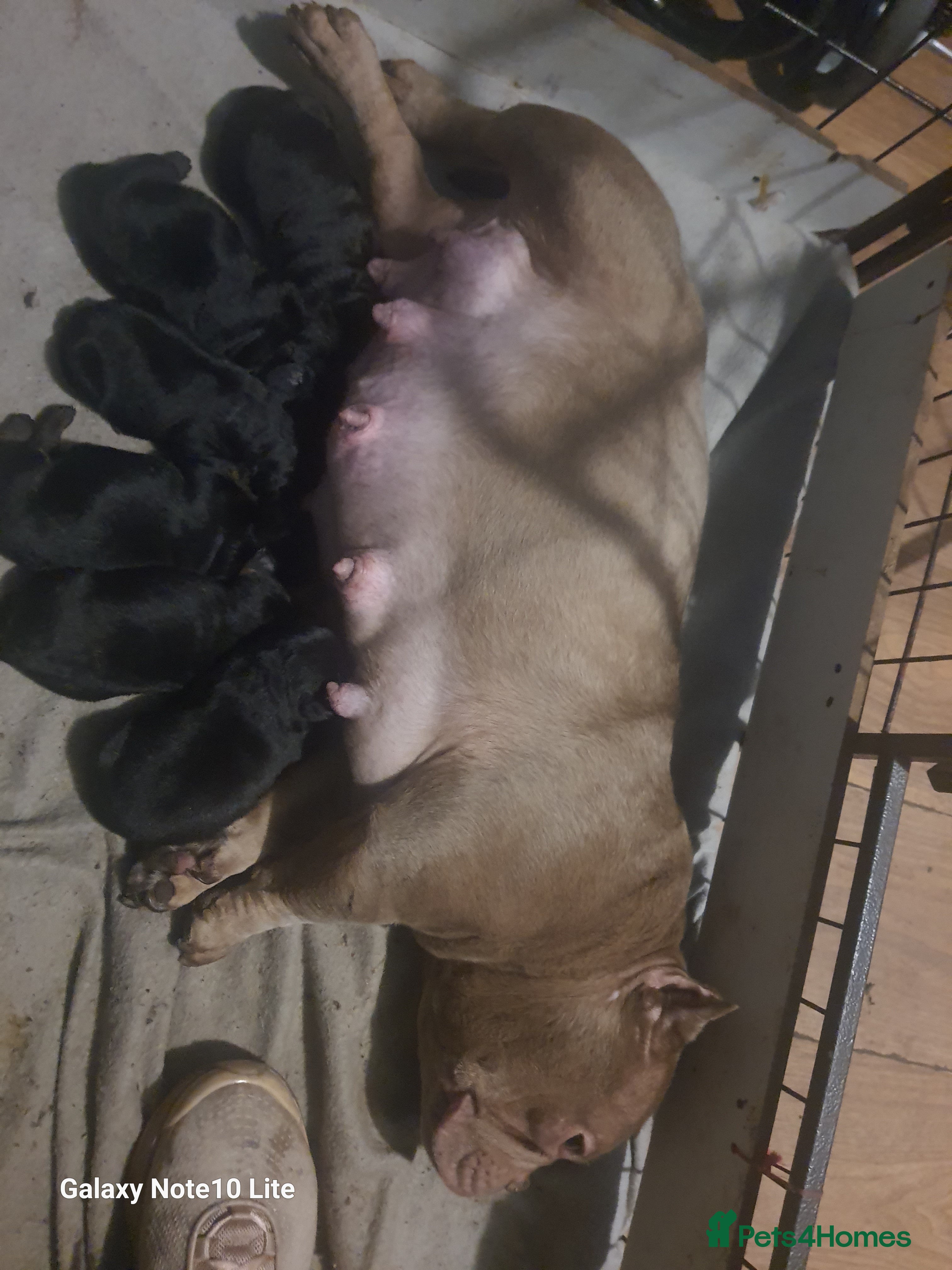 Mixed Breed dogs Boodles - Advert 14