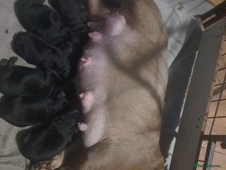 Mixed Breed dogs Boodles - Advert 2