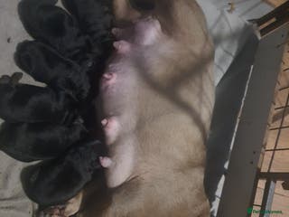 Mixed Breed dogs Boodles - Advert 17