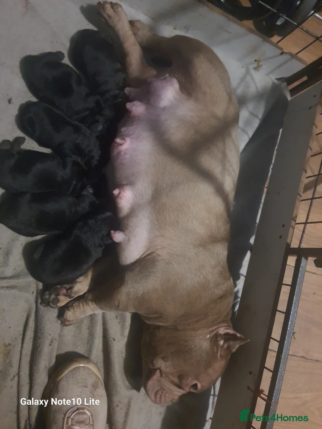 Mixed Breed dogs for sale: Boodles - Advert 1