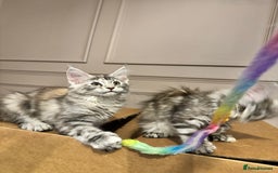 Maine Coon cats for sale: Maine coon polydactyl kittens DNA clear  - Image 18