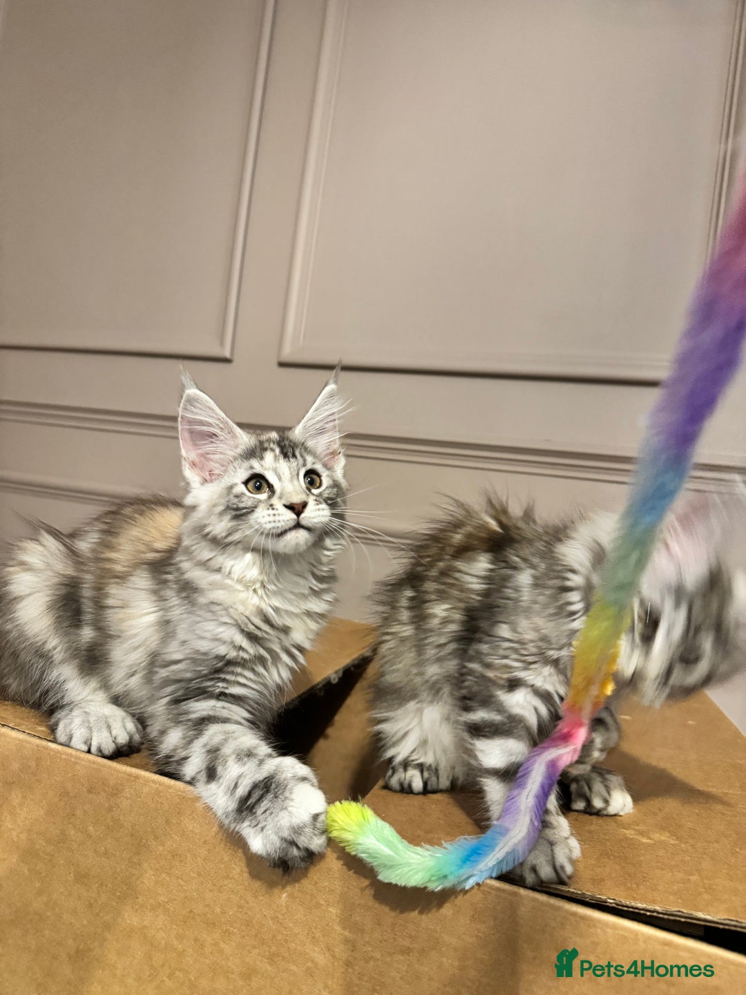 Maine Coon cats for sale: Maine coon polydactyl kittens DNA clear  - Image 18