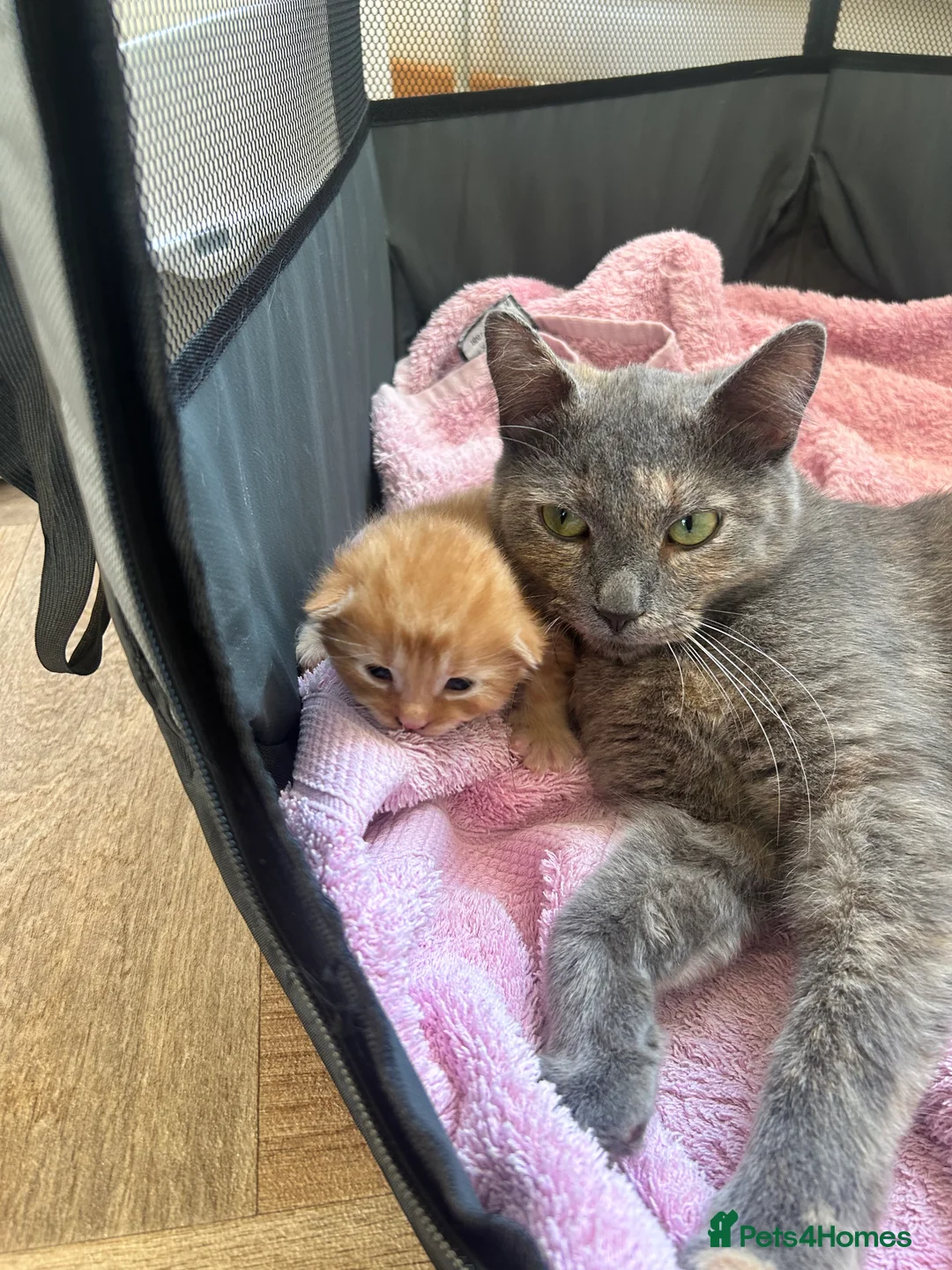 Mixed Breed cats for sale: Two male kittens in Redruth - Advert 2