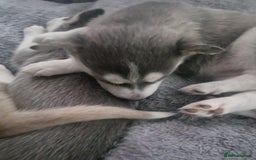 Siberian Husky dogs for sale: 4 lovely husky puppies for sale  - Image 4