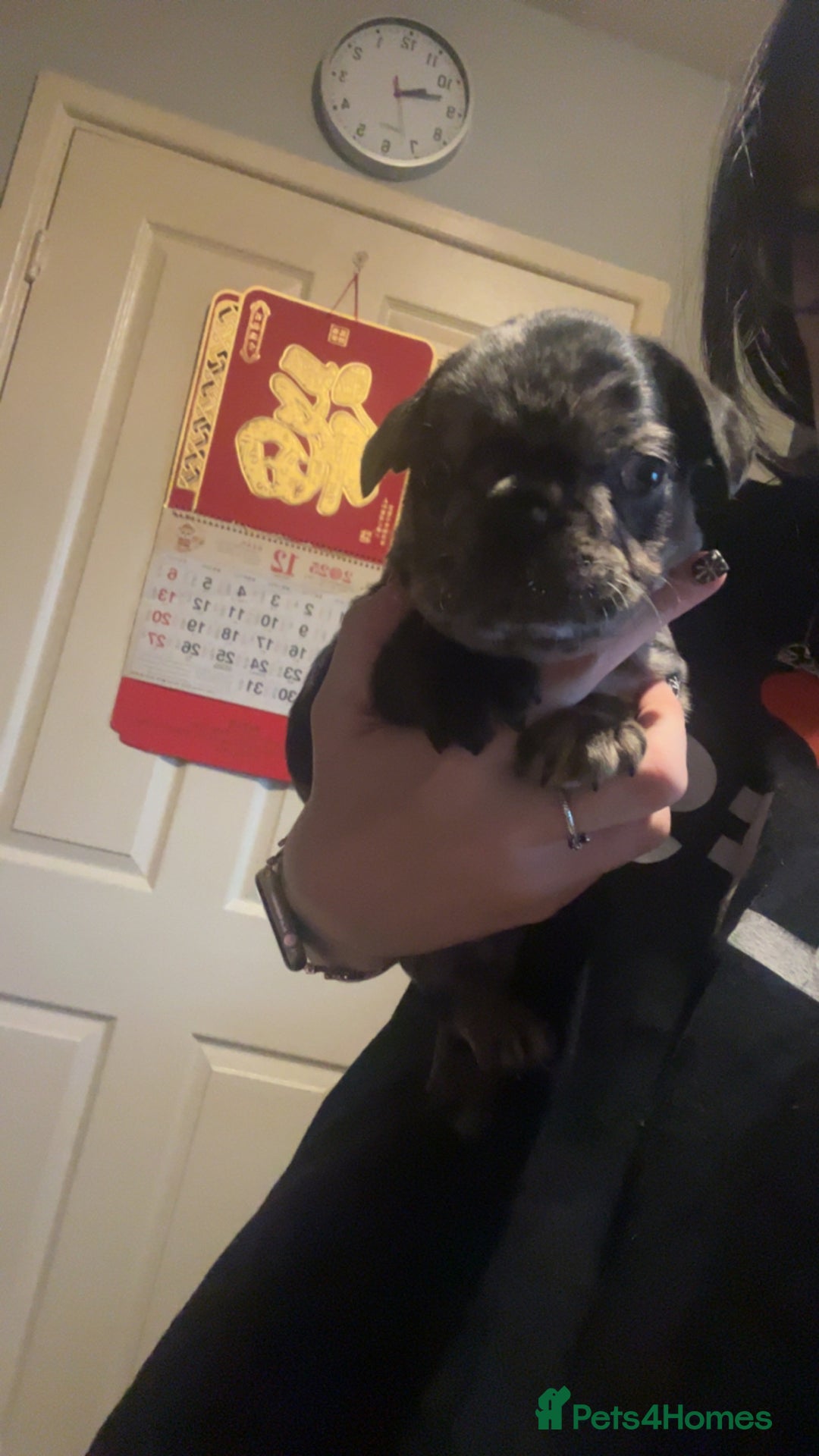 French Bulldog dogs for sale: French bulldog puppies  - Advert 5