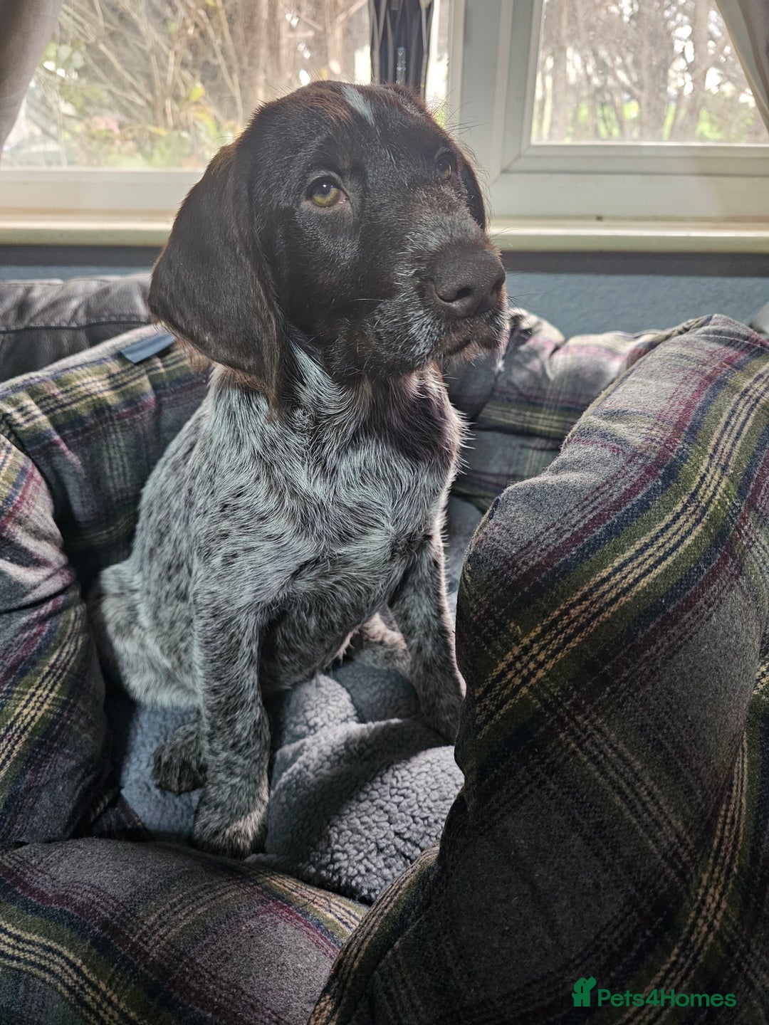 German Wirehaired Pointer dogs for sale: Female German Wirehaired pointer pup - Advert 2