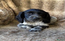 Cocker Spaniel dogs for sale: Beautiful Cocker Spaniel Litter - Image 11