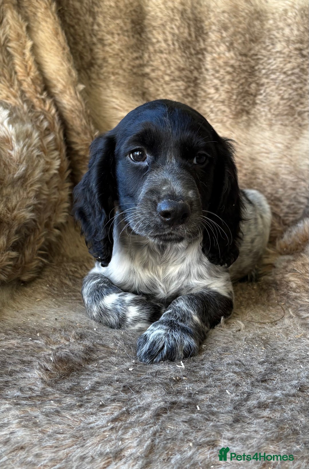 Cocker Spaniel dogs for sale: Beautiful Cocker Spaniel Litter - Image 11