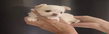 Chihuahua 3