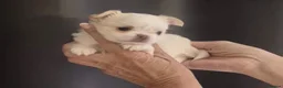 Chihuahua dogs for sale: Beautiful kc-reg longcoat Chi-babies 💖🌟💖 - Advert 25