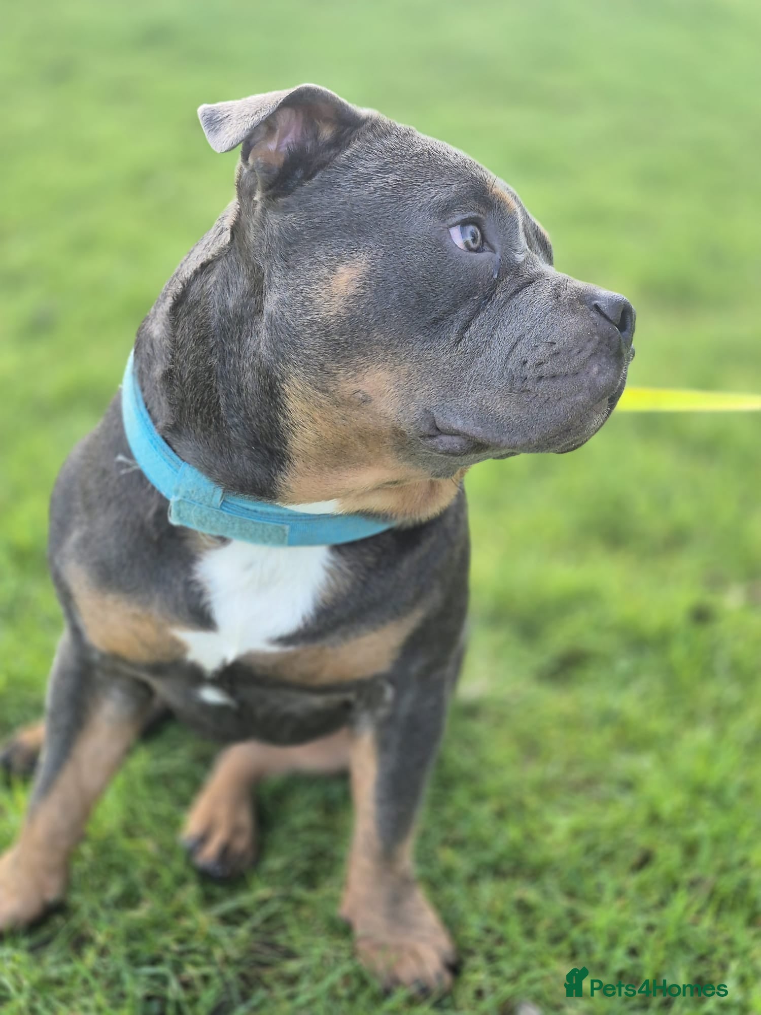 Staffordshire Bull Terrier dogs 7 Month Old Male Staff Cross – £400 - Advert 4