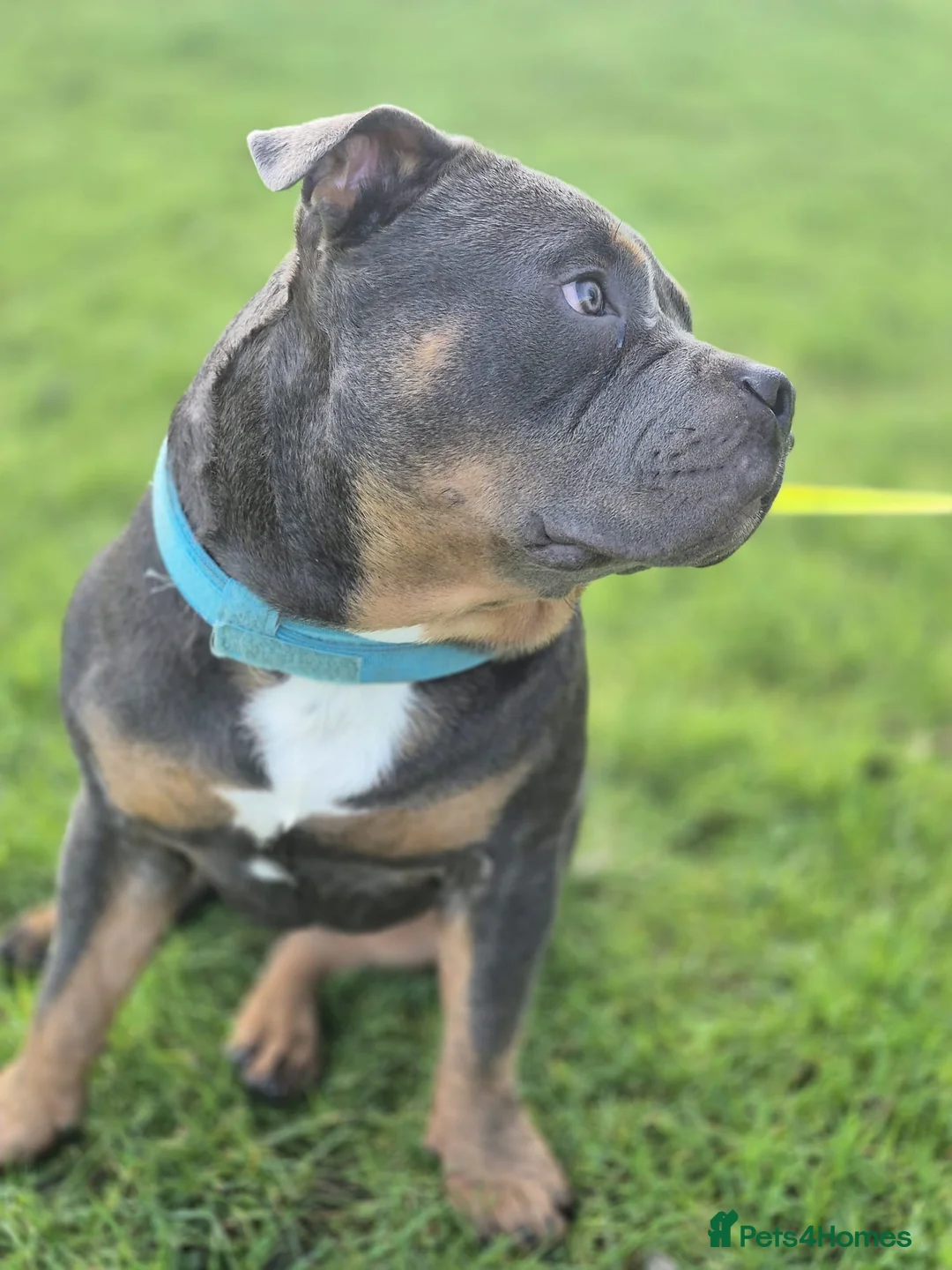 Staffordshire Bull Terrier dogs for sale: 7 Month Old Male Staff Cross – £600 - Advert 2