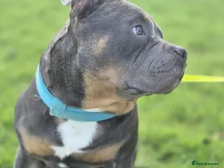 Staffordshire Bull Terrier dogs 7 Month Old Male Staff Cross – £400 - Advert 4