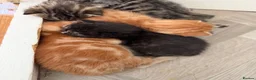 Mixed Breed cats for sale: Beautiful Mixed Kittens  - Advert 3