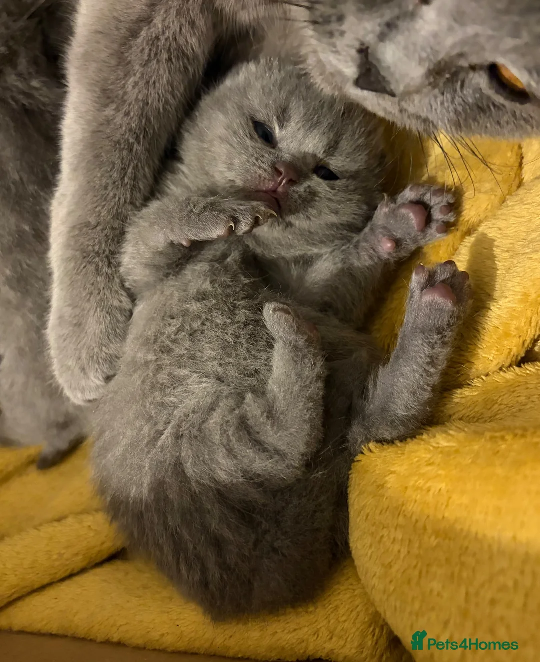 British Shorthair cats for sale: British shorthair kittens.  - Advert 2