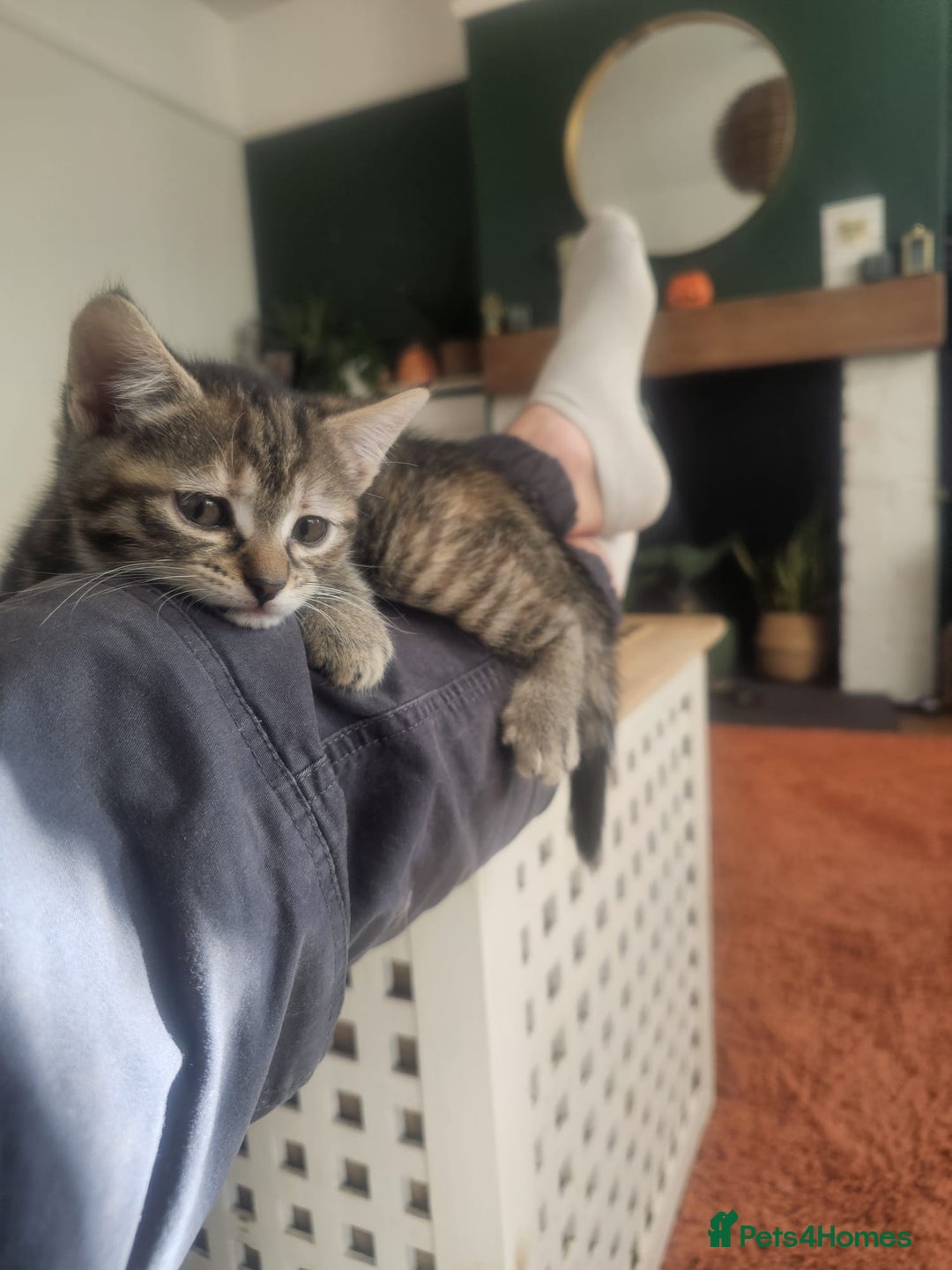 Mixed Breed cats for sale: 2 Gorgeous babies, ready to go - Advert 7