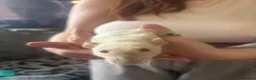 Rat rodents for sale: Rats for sale  - Advert 7