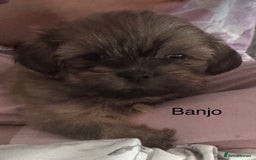 Shih Tzu dogs for sale: Shih tzu  - Image 31