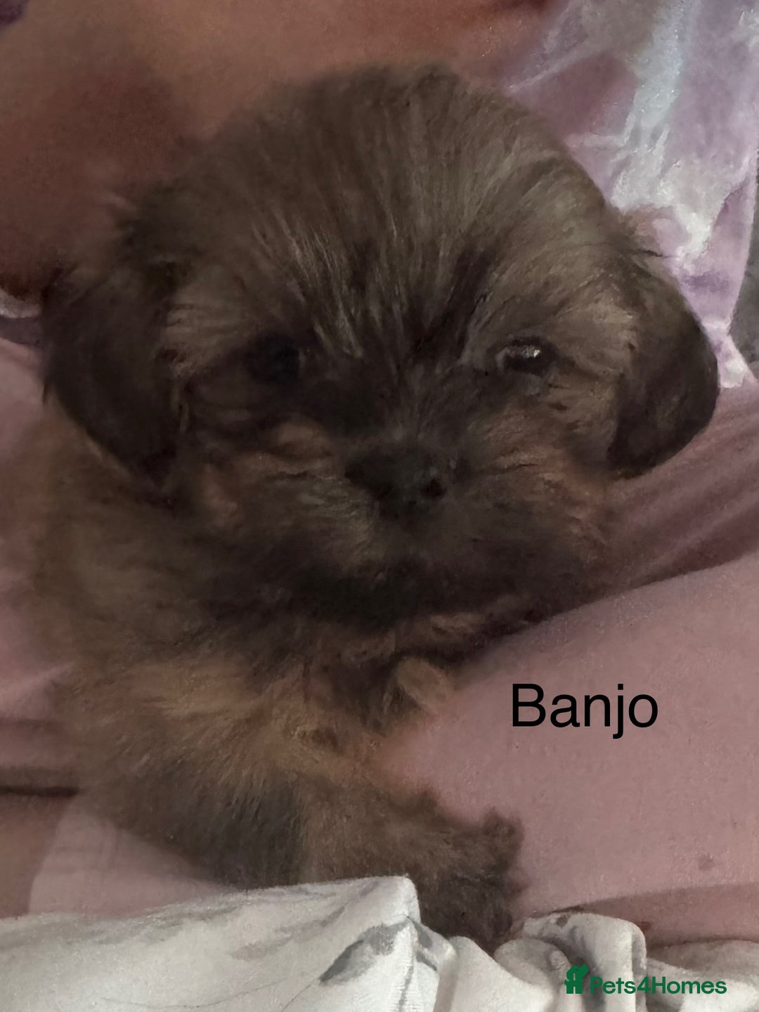 Shih Tzu dogs for sale: Shih tzu  - Image 31