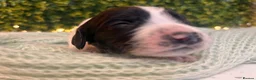 Sprocker dogs for sale: Ready NOW F1b Sprockers Health TESTED - 5* Breeder - Advert 10