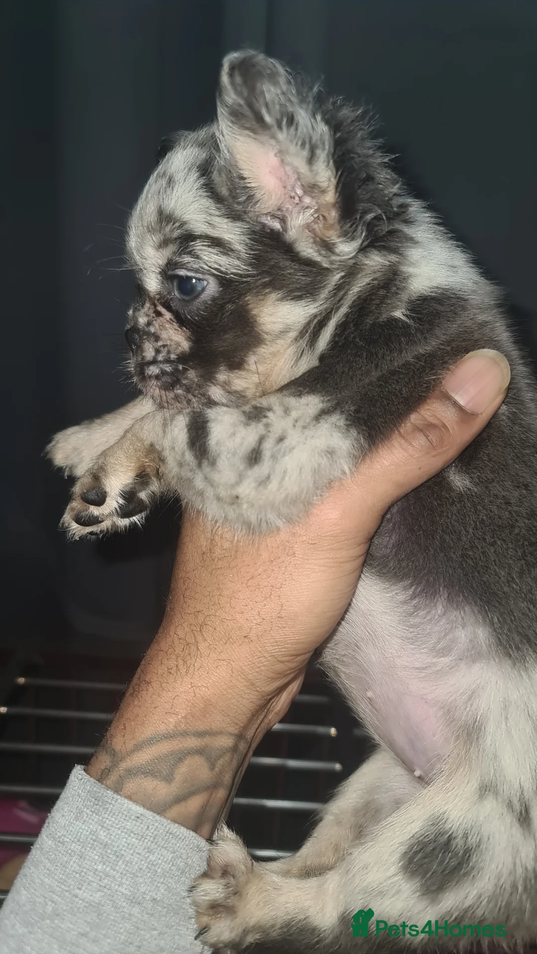 French Bulldog dogs for sale: ✨ Enchanted Frenchie Puppies Ready Now! ✨ - Advert 10