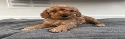 Cockapoo dogs for sale: F2 last girl puppy ready to go ! 🐶 - Advert 3
