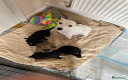 Jackapoo dogs for sale: 4 Stunning Jackapoo Pups - Image 7