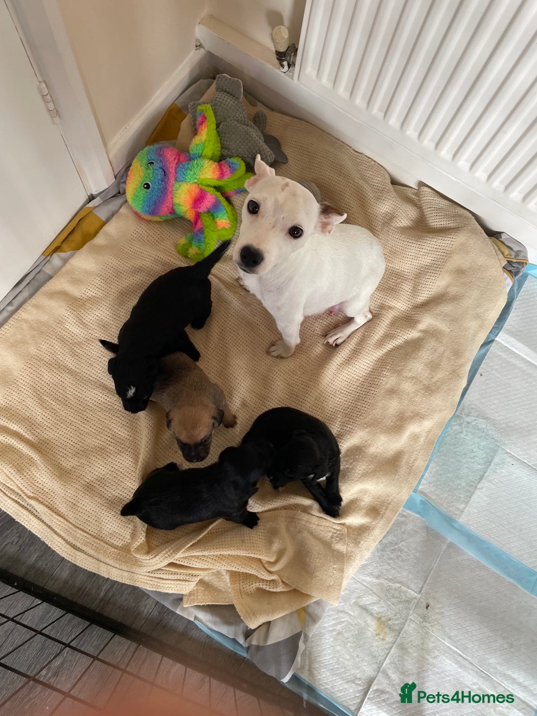 Jackapoo dogs for sale: 4 Stunning Jackapoo Pups - Image 7
