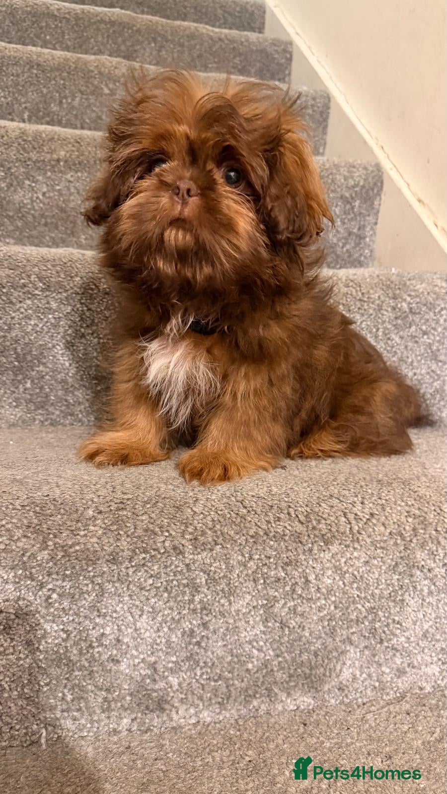 Shih Tzu dogs Chocolate imperial shihtzu puppies READY NOW - Advert 6