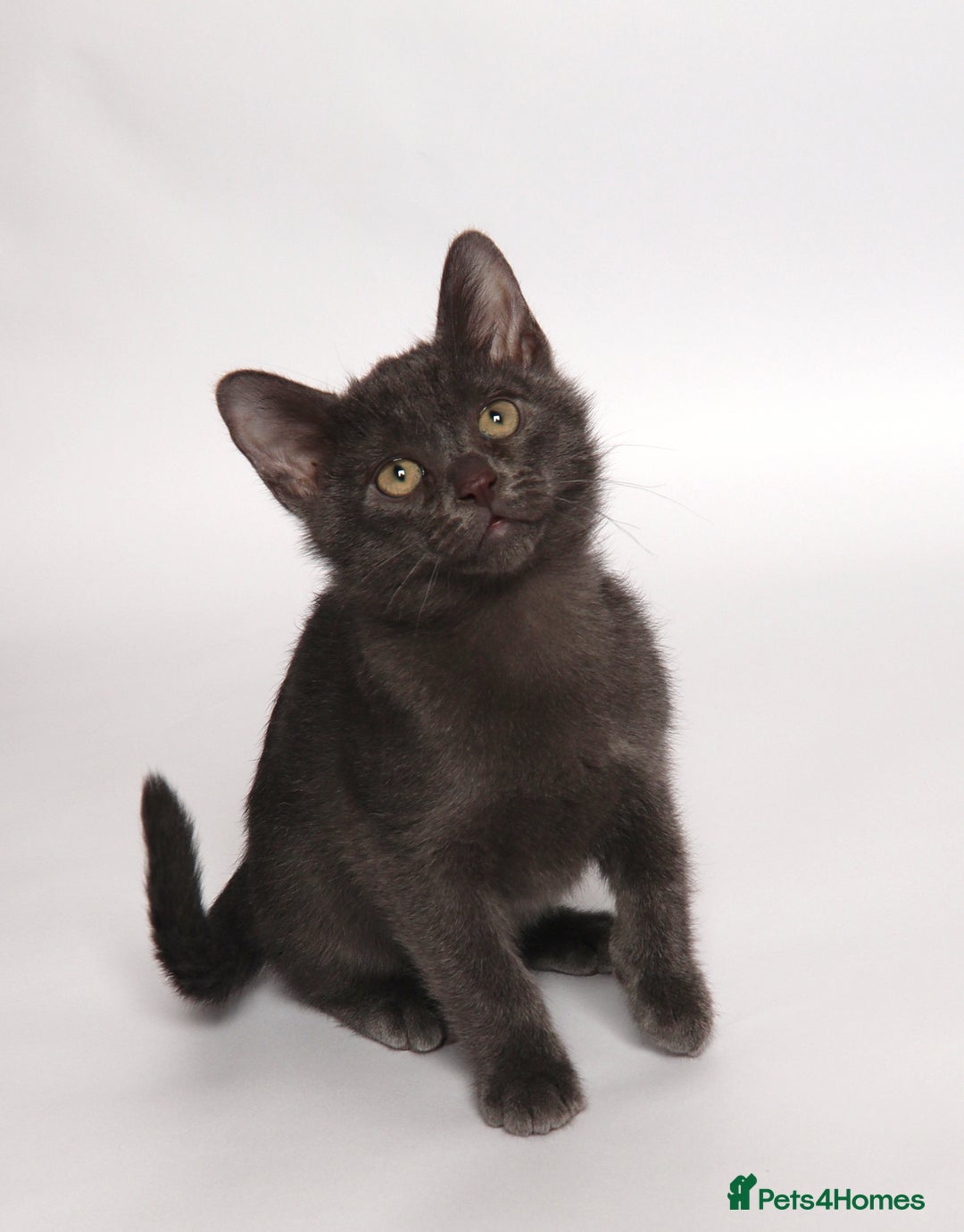 Asian cats for sale: Quality GCCF registered Blue Asian kitten - Advert 7