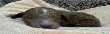 Double Doodle Puppy 1 - Brown Collar 