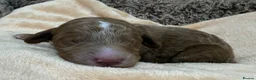 Double Doodle dogs for sale: Sunning littler of Doubledoodle puppies in Grimsby - Advert 31