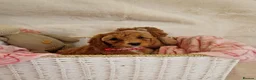Cavapoo dogs for sale: 💖BEAUTIFUL LICENSED-BRED CAVAPOOS💖 - Advert 30