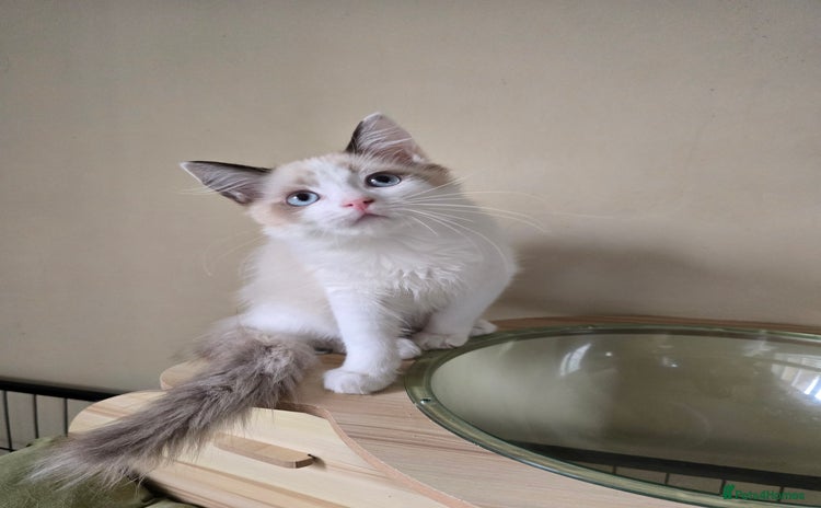Ragdoll cats - Advert 2