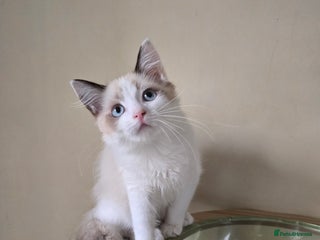 Ragdoll cats - Advert 3